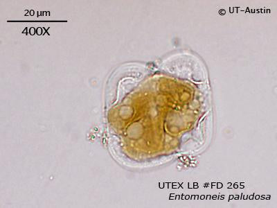 <strong>UTEX LB FD265</strong> <br><i>Entomoneis paludosa</i>