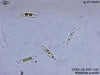UTEX LB FD210 Nitzschia gracilis | UTEX Culture Collection of Algae