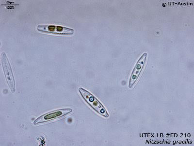 <strong>UTEX LB FD210</strong> <br><i>Nitzschia gracilis</i>