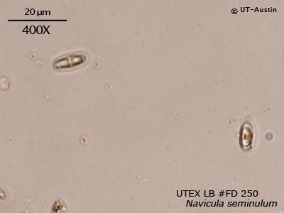 <strong>UTEX LB FD250</strong> <br><i>Navicula seminulum</i>