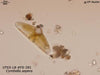 UTEX LB FD281 Cymbella aspera | UTEX Culture Collection of Algae