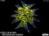 UTEX LB 1943 Micrasterias radiata | 400X DF | Micrograph by Dr. David Nobles, UTEX Curator | Credit: Nobles/UTEX