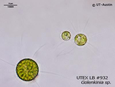 <strong>UTEX LB 932</strong> <br><i>Golenkinia sp.</i>