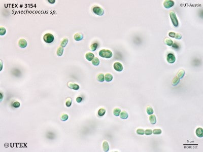 Synechococcus Microscope UTEX 3154 Synechococcus sp. | UTEX Culture Collection of Algae