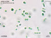UTEX 3154 Synechococcus sp. | UTEX Culture Collection of Algae