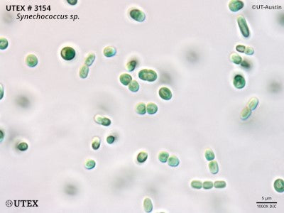 <strong>UTEX 3154</strong> <br><i>Synechococcus sp.</i>