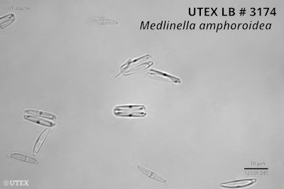 <strong>UTEX LB 3174</strong> <br><i>Medlinella amphoroidea</i>