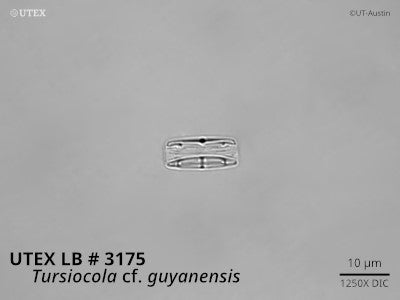 <strong>UTEX LB 3175</strong> <br><i>Tursiocola</i> cf. <i>guyanensis</i>