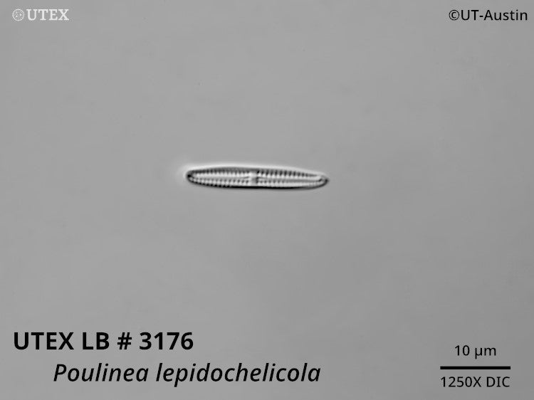 <strong>UTEX LB 3176</strong> <br><i>Poulinea lepidochelicola</i>